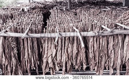Classical Way Of Drying Tobacco In Barn