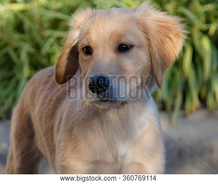 A Close Up Of A Golden Retriever Puppy