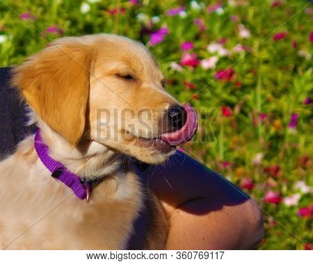 A Cute Little Golden Retriever Puppy Licking His Nose