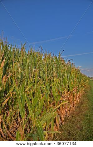 campo de maíz