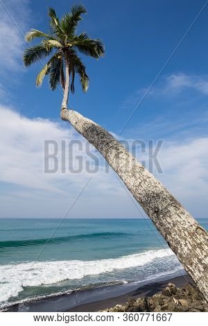 View Of Coconut Palm Tree Grove At Odayam Beach, Varkala, Kerala State, India