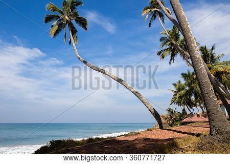 View Of Coconut Palm Tree Grove At Odayam Beach, Varcala, Kerala State, India