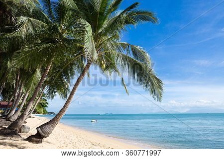 Tropical Sand Beach With Coconut Trees At The Morning. Thailand, Samui Island, Maenam.