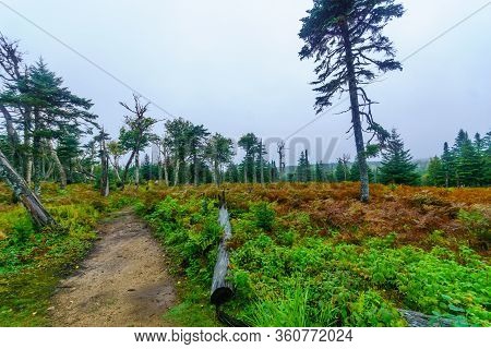 Views Of The Benjie Lake Trail, On The Plateau At The Top Of French Mountain, In Cape Breton Highlan