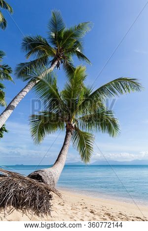 Tropical Sand Beach With Coconut Trees At The Morning. Thailand, Samui Island, Maenam.
