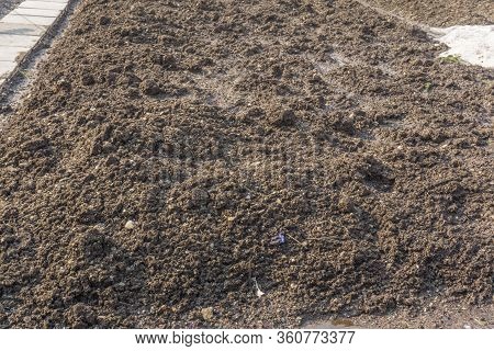 Not Plowed Land For Planting Potatoes After Winter