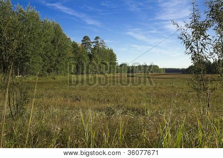 The field at the edge of the forest .