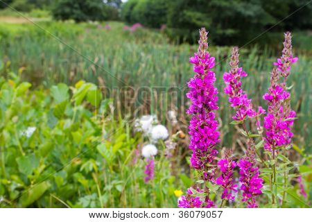 Vysoký růžové Lythrum Plantsgrowing poblíž řeky