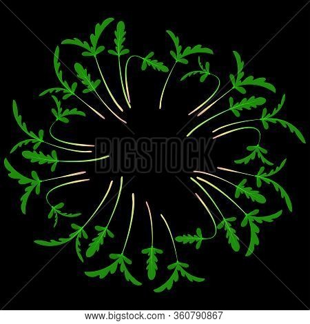 Microgreens Shungiku. Arranged In A Circle. White Background. Black Background