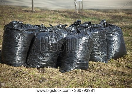 Garbage Bags Stand On The Grass. The Black Plastic Bags Are Full. Harvesting Leaves In The Fall. Uti
