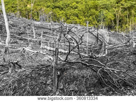 Scene Of Burned Forest Area Slash And Burn Practice To Start Palm Oil Or Rubber Plantation In Aceh, 