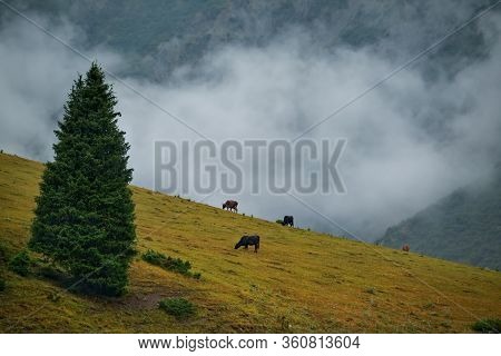 Сentral Asia. Kyrgyzstan. A Grazing Herd Of Cows On High-altitude Pastures On The Slopes Of The Tien