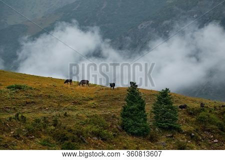 Сentral Asia. Kyrgyzstan. A Grazing Herd Of Cows On High-altitude Pastures On The Slopes Of The Tien