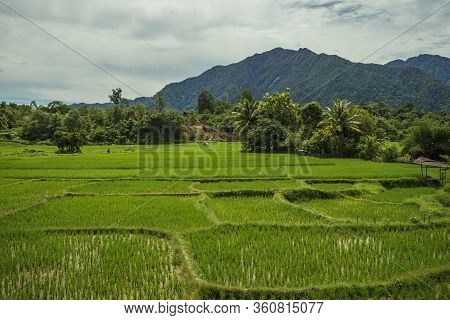 Nice Farm Land Scene With Green Rice Paddies And Big Lush Hills In Background In Aceh, Sumatra, Indo