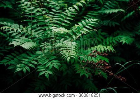 Wet Green Leaves And Reddish Buds Of Sorbaria Sorbifolia. Nature Background With Young Schizonotus C
