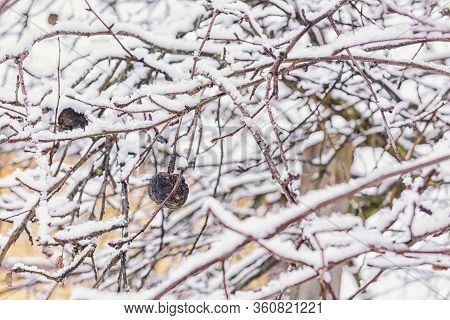 Apple Tree In The Snow. Snow-covered Apple Tree With A Sick Apple On A Branch. Winter, Snow, Apple T