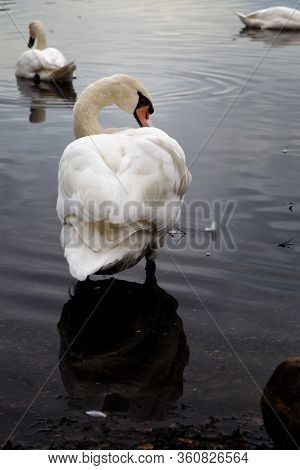 The Swans Swimming In A Lake In Framingham Massachusetts