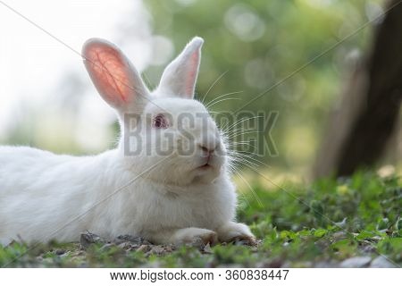 White Rabbit Outdoors.close Up Bunny Rabbit In Agriculture Farm.rabbits Are Small Mammals In The Fam