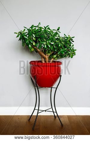 Dollar Plant, Money Tree Crassula Ovata In Red Pot And House Plant Stand Against Light Drey Wall