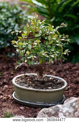 Miniature Chinese Elm Ulmus Parvifolia Bonsai Tree In Summer Garden