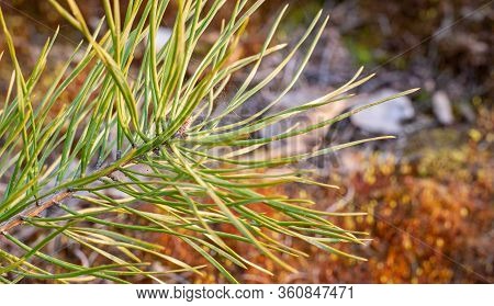 Pine Needles Diverge From The Center. Pine Needles Close Up. Pine, Green Sprig Of Pine. Forest. Back