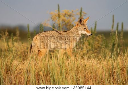 Coyote occidentale