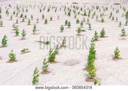 Young Pine Trees Planted In Bulk Territory, Creating A Park Zone In The City Of Forests. View From A