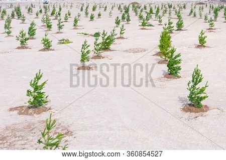 Young Pine Trees Planted In Bulk Territory, Creating A Park Zone In The City Of Forests. View From A