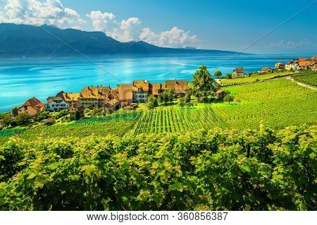 Beautiful Orderly Terraced Vineyard With Lake Geneva In Background. Green Vineyards And Vine Plantat