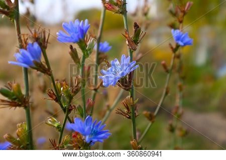Chicory Flowers On Meadow. Blooming Chicory Flowers On A Green Grass In Sunny Day. Meadow With Chico