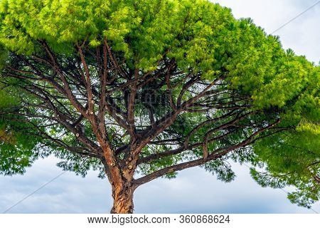 Rome, Italy. Italian Stone Pines/ Pinus Pinea/ Umbrella Pines/ Parasol Pines. Trees Standing Very Ta