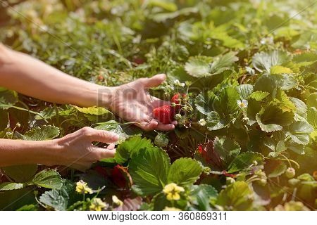 Female Hand Is Holding A Mature Ripe Berry With A Strawberry Bush On A Background Of A Sunny Garden.