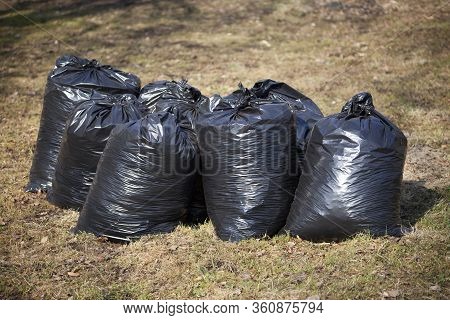 Garbage Bags Stand On The Grass. The Black Plastic Bags Are Full. Harvesting Leaves In The Fall. Uti