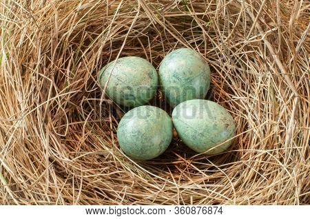 Close-up Of Thrush Eggs Lying In A Nest Of Dry Grass