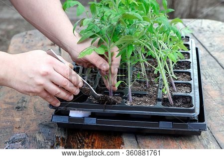 Farmers Hand Planting Tomato Seedlings. Seedling Tomatoes In The Hand. Hand Holding Young Seedlings 