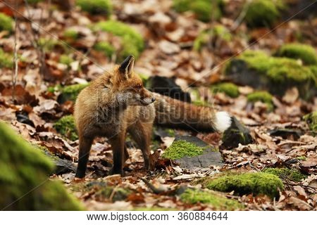 Red Fox In Autumn Ossy Forest, Vulpes Vulpes, Wildlife Scene From Czech Republic. Fox On The Green F