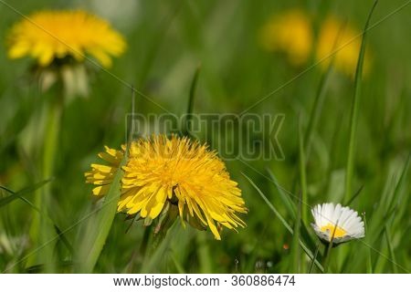 Dandelions And A Daisy In The Lawn. Spring In My Dad's Garden. Burst, Erpe-mere, Belgium.