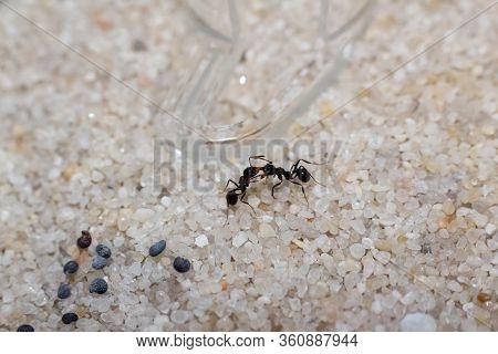Two Black Ants Messor Structor On White Sand
