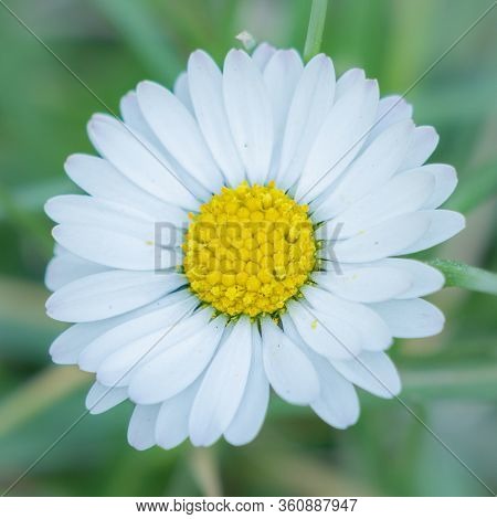 Centered Daisy - Poetic Approach.