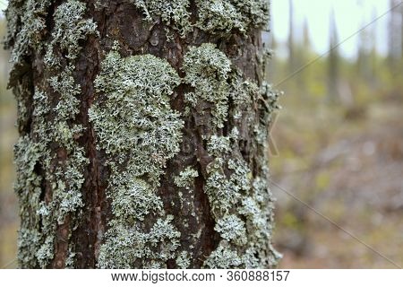 Southern Karelia, Finland, May, 10, 2014. White Lichen On A Tree Bark In A Forest. Macro View.