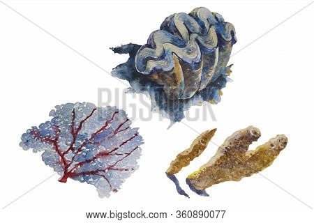 Underwater Watercolor Set Of Corals As Coral Subergorgia, Pillar Coral And Tridacna Shell, Hand Pain