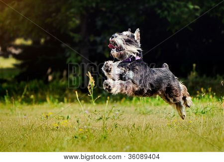 lustige Hund springen