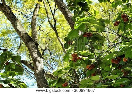 Dombeya X Cayeuxii Plant At The Botanical Garden Of Lisbon