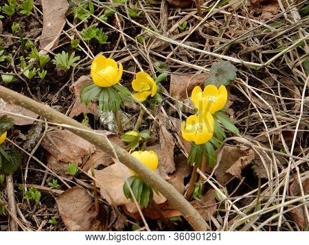 Spring Bright Yellow Joyful Spring Eranthis On A Blurred Background Of The Spring Garden