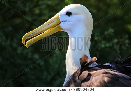 Portrait Of Waved Albatross (phoebastria Irrorata) On Espanola Island, Galapagos National Park, Ecua