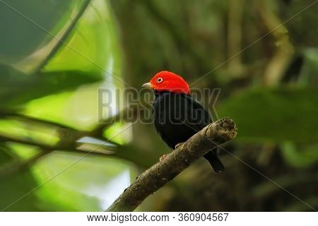 Red-capped Manakin (ceratopipra Mentalis) Sitting On A Branch, Costa Rica