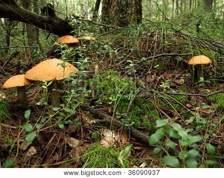 paddestoelen aspen.