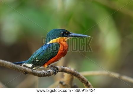 American Pygmy Kingfisher (chloroceryle Aenea) Perched On A Stick, Costa Rica