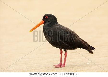 Variable Oystercatcher (haematopus Unicolor) Standing On The Beach In Abel Tasman National Park, Sou