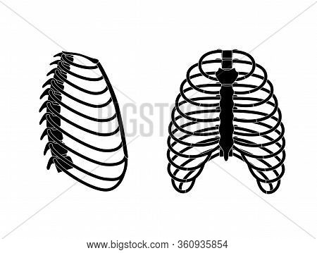 Human Rib Cage Anatomy Flat Vector Illustration. Man Torso Skeletal System. Anatomically Correct Che